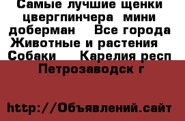 Самые лучшие щенки цвергпинчера (мини доберман) - Все города Животные и растения » Собаки   . Карелия респ.,Петрозаводск г.